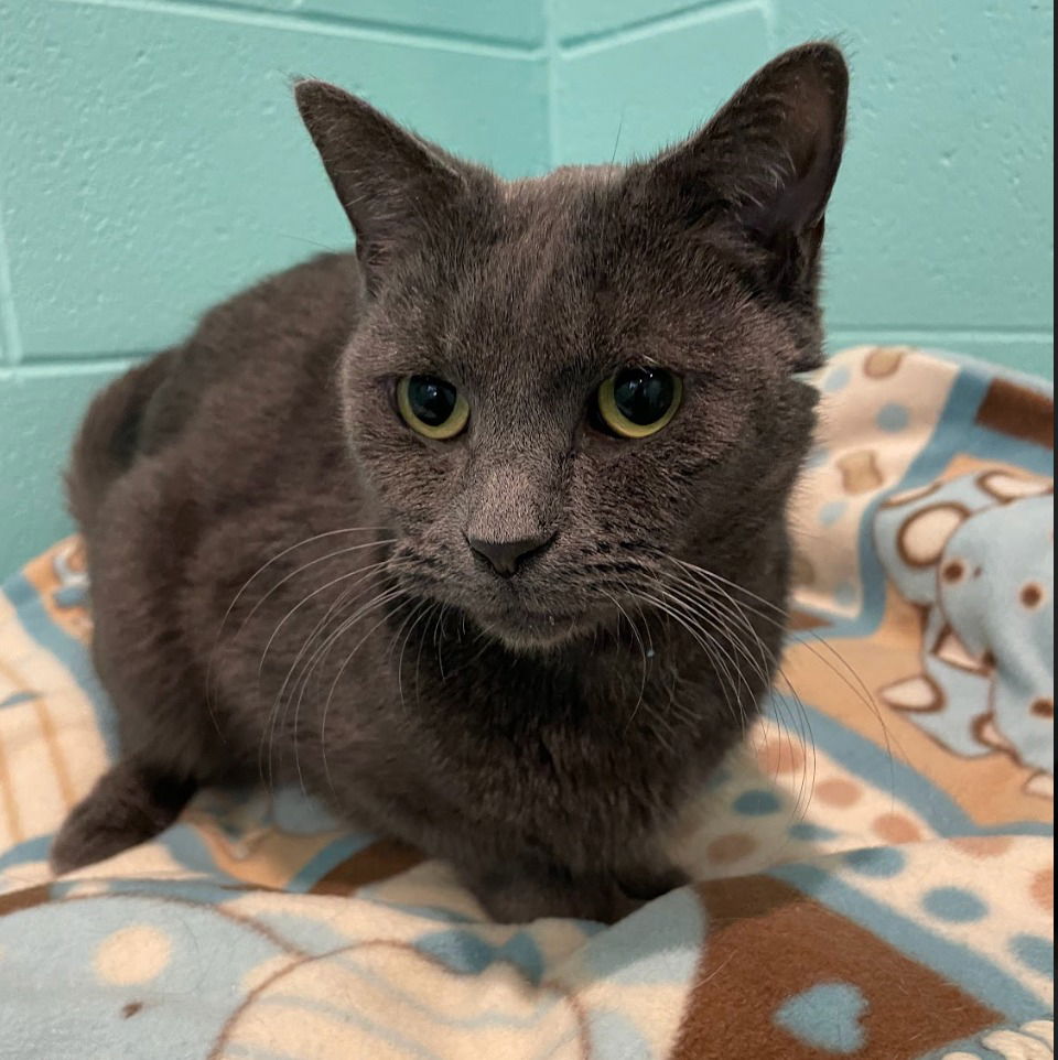 adoptable Cat in South Bend, IN named Noelle