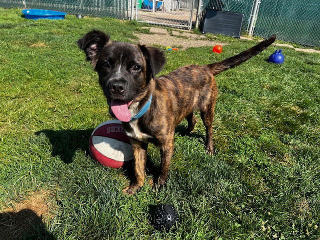 adoptable Dog in South Bend, IN named Bob