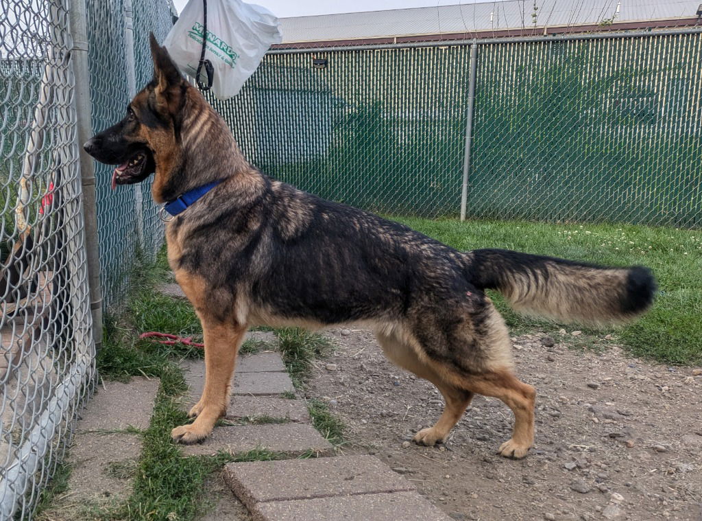 adoptable Dog in South Bend, IN named Bella- In A Foster Home