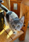 adoptable Cat in South Bend, IN named Zuleika * IN FOSTER *