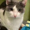 adoptable Cat in , IN named Milton