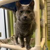 adoptable Cat in South Bend, IN named Emery