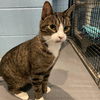 adoptable Cat in South Bend, IN named Calvin