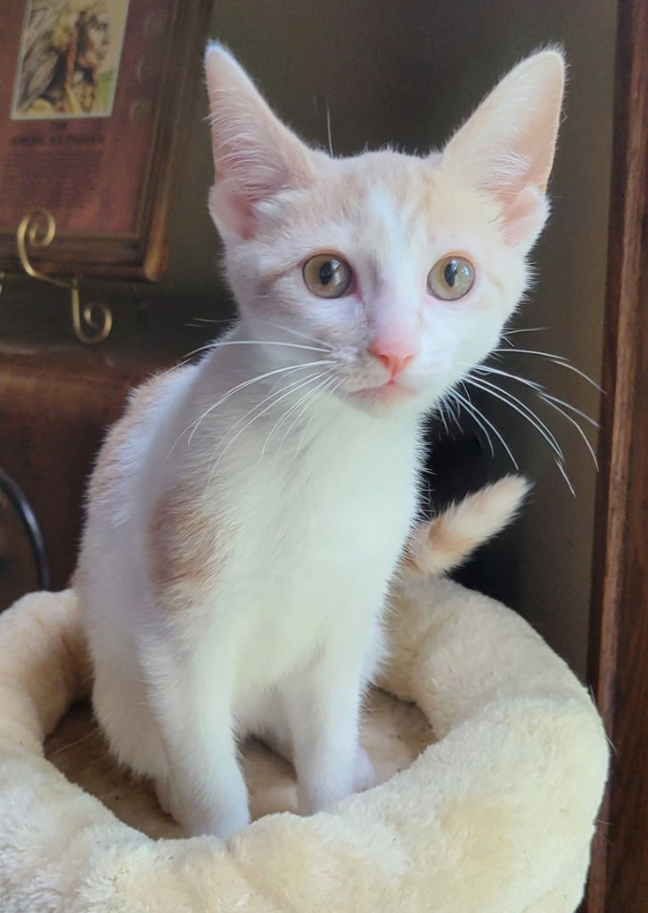 adoptable Cat in South Bend, IN named Marshmallow *IN FOSTER*