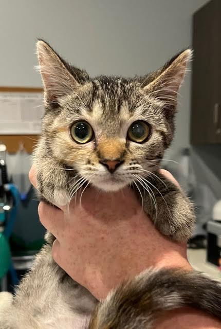 adoptable Cat in South Bend, IN named Ventress *IN FOSTER*