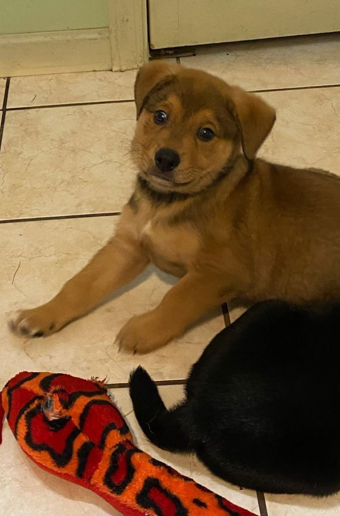 adoptable Dog in South Bend, IN named Wookie-in Foster Home.