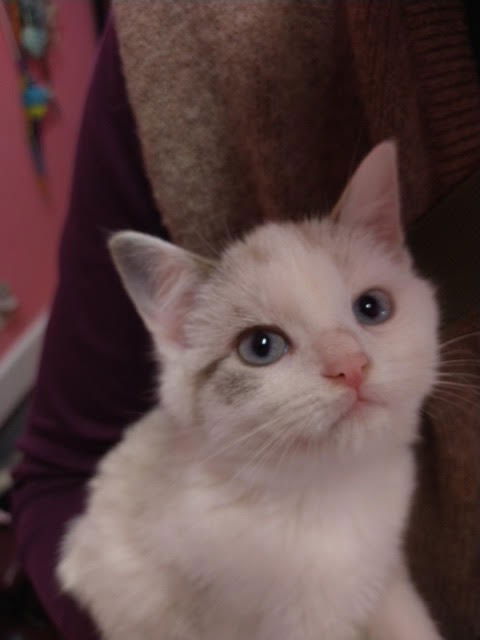 adoptable Cat in South Bend, IN named Italics