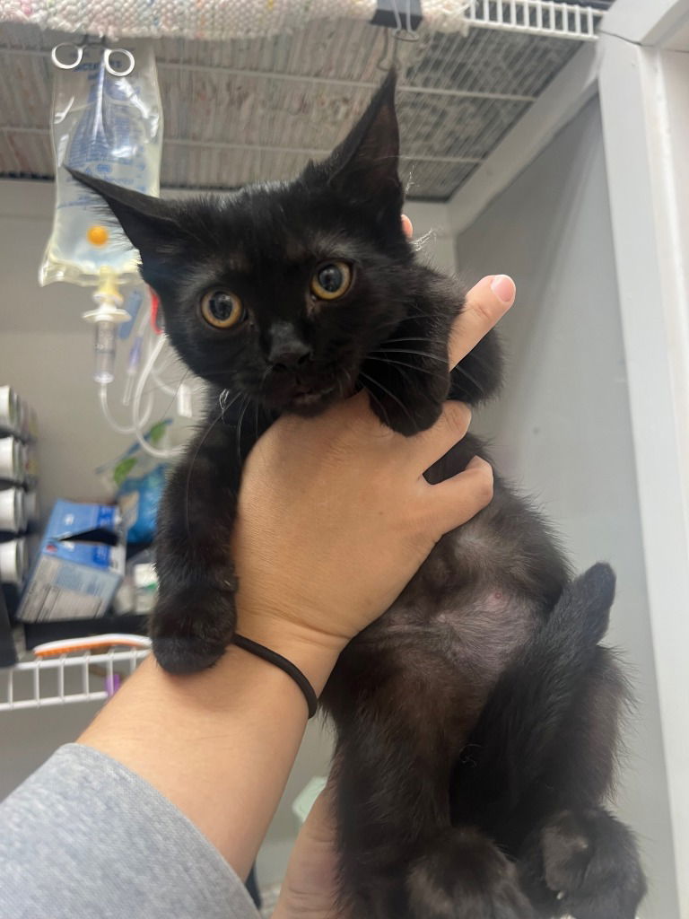 adoptable Cat in South Bend, IN named Jazzy (was Channing)