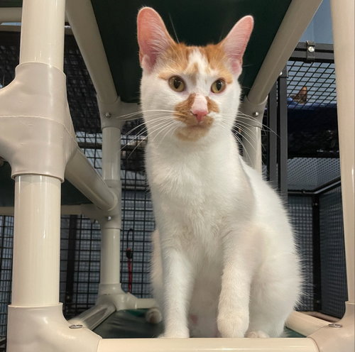 TABASCO - Domestic Short Hair available for adoption