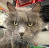 adoptable Cat in  named Mimi