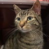 adoptable Cat in South Bend, IN named Meep