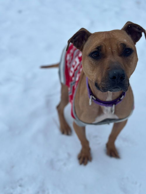 picture of the dog needing adoption