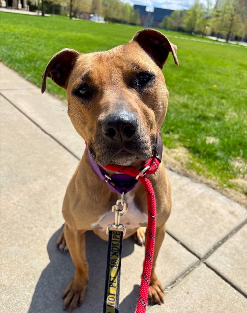 Ruby, an adoptable Hound in South Bend, IN