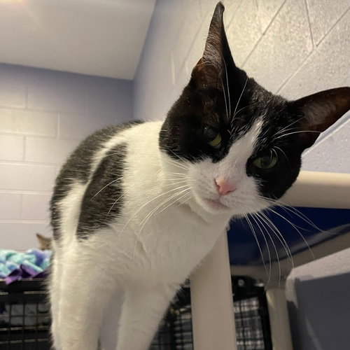 OREO - Domestic Short Hair available for adoption