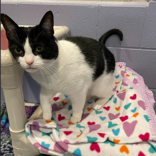 OREO - Domestic Short Hair available for adoption