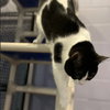 Oreo - Photo 3
