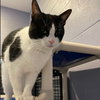Oreo - Photo 4
