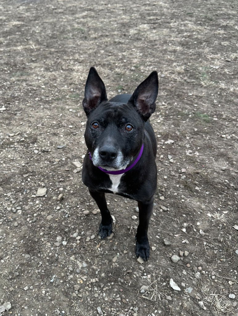 adoptable Dog in South Bend, IN named Barney