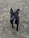 adoptable Dog in South Bend, IN named Barney
