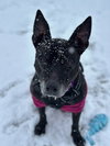 Barney - Photo 4