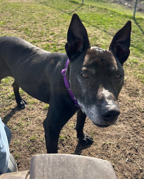 Barney, an adoptable Shepherd in South Bend, IN
