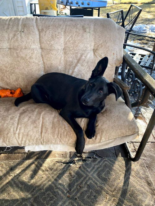 picture of the dog needing adoption