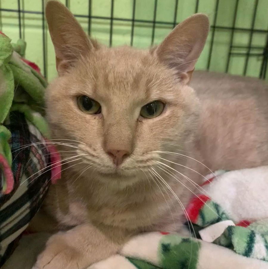 adoptable Cat in South Bend, IN named Butters
