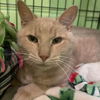 adoptable Cat in South Bend, IN named Butters