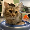 adoptable Cat in  named Helen of Troy