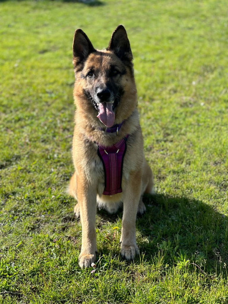adoptable Dog in South Bend, IN named Charlie