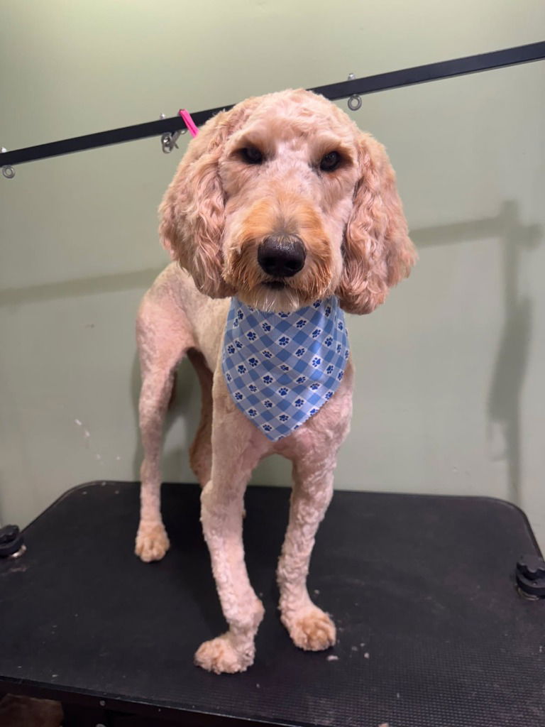 adoptable Dog in South Bend, IN named Rocky