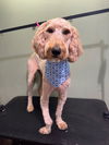 adoptable Dog in  named Rocky
