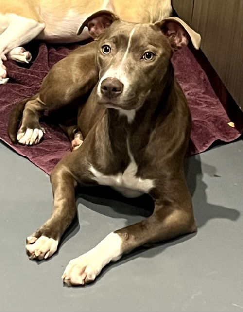 picture of the dog needing adoption