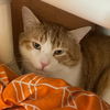 adoptable Cat in South Bend, IN named Jumbo Gumbo