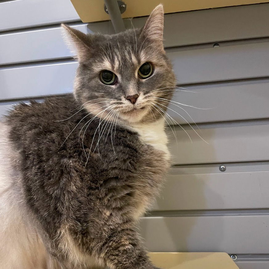 adoptable Cat in South Bend, IN named Missy