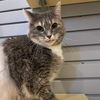 adoptable Cat in South Bend, IN named Missy