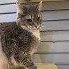 Missy - Photo 2