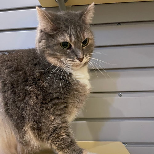 MISSY - Domestic Short Hair available for adoption