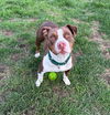 adoptable Dog in South Bend, IN named Bonni