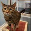 adoptable Cat in South Bend, IN named Tip Tail