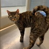 Tip Tail - Photo 2