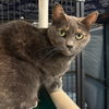 adoptable Cat in South Bend, IN named Tip Toe