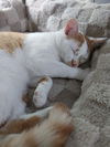 adoptable Cat in South Bend, IN named Quentin *IN FOSTER*