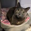 adoptable Cat in South Bend, IN named Sprinkle
