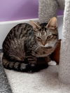 adoptable Cat in South Bend, IN named Bunny *IN FOSTER*