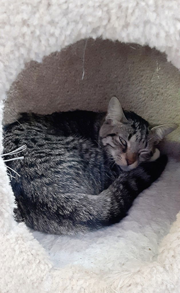 adoptable Cat in South Bend, IN named Easter *IN FOSTER*