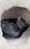 adoptable Cat in South Bend, IN named Easter *IN FOSTER*