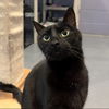 adoptable Cat in South Bend, IN named Moon
