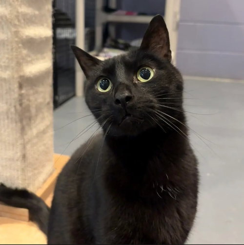 MOON - Domestic Short Hair available for adoption