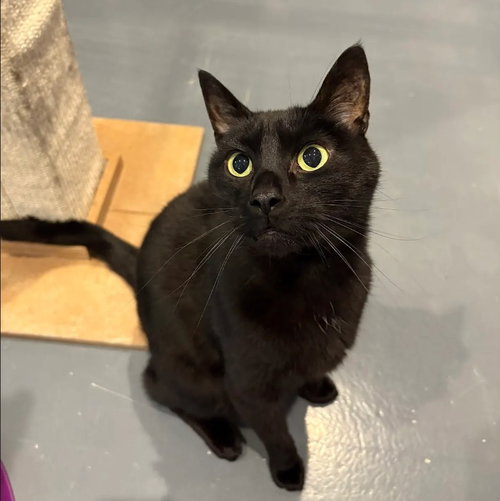 MOON - Domestic Short Hair available for adoption